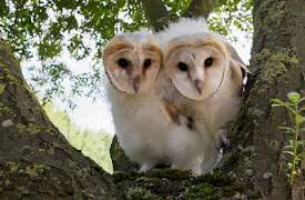 Natural World: Volume I: Owls: Behind the Magic