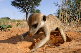 Meerkat Manor: Flower Power