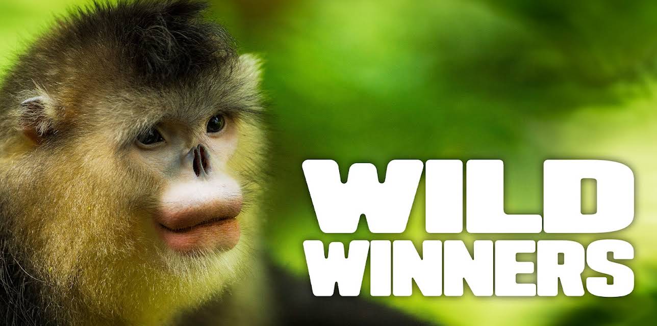 Wild Winners, Season 1