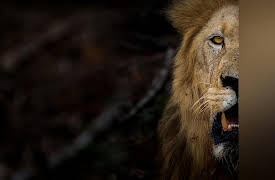 Keeping Up with the Kruger: Trouble at Kruger Gate