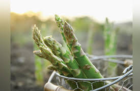 The Botanist's Eye: Identifying the Plants around You: Monocots: Orchids, Asparagus, and Irises