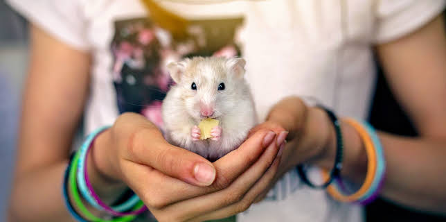 16:00: Dogs 101 (S3 E6) (S3) | Animal Planet | 12/19 2025