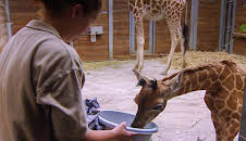 Elefant, Tiger & Co. (237)