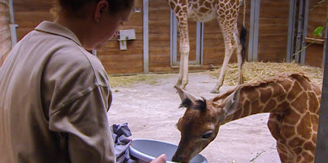 14:25: Elefant, Tiger & Co. (237) | MDR Fernsehen | 1/23 2026