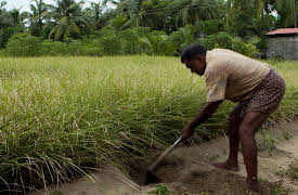 The Secret World of Herbs: In India