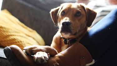 5:00 PM: The Supervet: Noel Fitzpatrick (S6 E1) (S6) | W | 3/9 2026