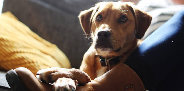 5:00 PM: The Supervet: Noel Fitzpatrick (S6 E1) (S6) | W | 11/23 2025