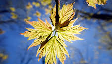 Unser grüner Planet (3/5)