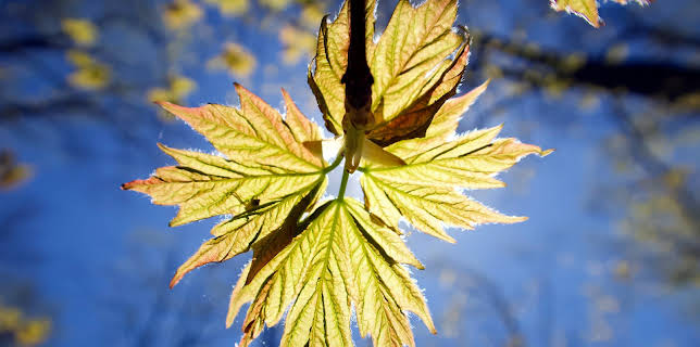 10:25: Unser grüner Planet | ZDFneo | 1/3 2026