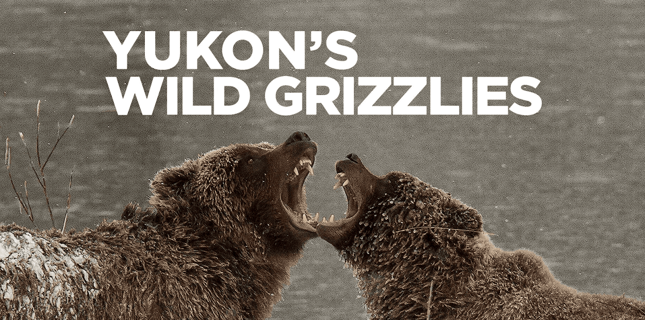 Yukon's Wild Grizzlies (2021)