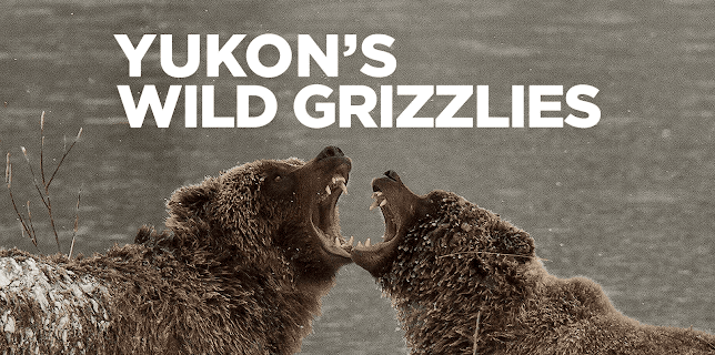 Yukon's Wild Grizzlies (2021)