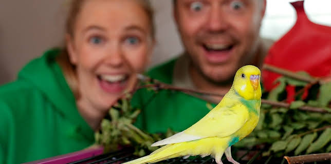 18:10: Dyredilla: Prompefugl | NRK Tegnspraak | 1/29 2026