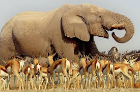 Africa Season 1: Kalahari