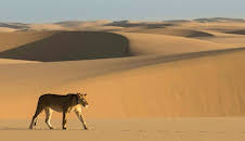 Erlebnis Erde: Geister der Wüste - Namibias Wüstenlöwen