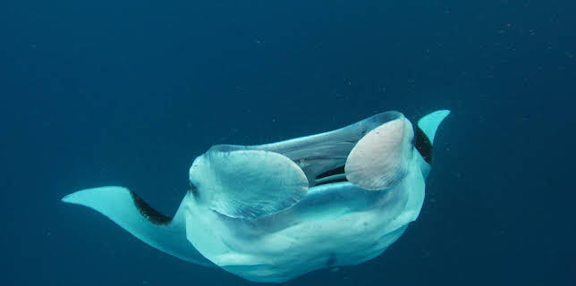 09:55: Big Pacific | ZDFinfo | 11/9 2025