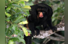 Brazil Untamed: Amazon Monkeys