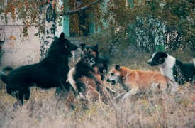 72 Dangerous Animals: Latin America: Pack Hunters