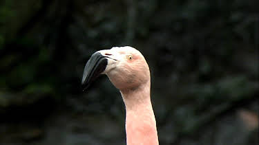 03:20: Elefant, Tiger & Co. | MDR Fernsehen | 4/22 2026