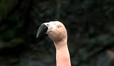 Elefant, Tiger & Co.