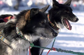 Alaska Mega Machines: Behemoths Of The Bush
