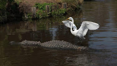 2:00 PM: Nature's Strangest Mysteries: Solved (S1) | Discovery Channel | 6/9 2026