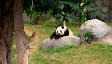 Giraffe, Erdmännchen & Co.