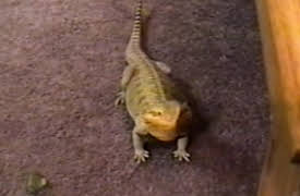 Funniest Pets and People: Season 1: Episode 220