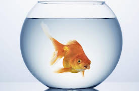 Mysteries of Modern Physics: Time: Complexity and Life