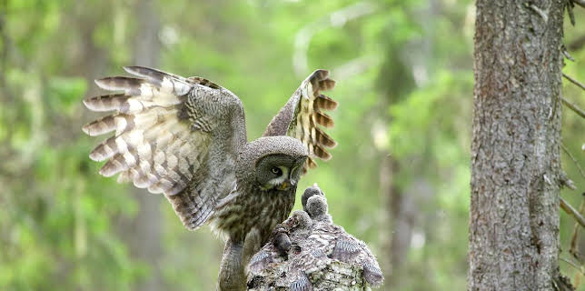 16:20: Legenden der Lüfte | Arte | 2/6 2026