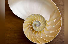 The Power of Mathematical Visualization: Visualizing the Fibonacci Numbers