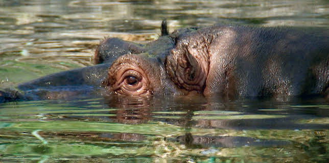 05:50: Giraffe, Erdmännchen & Co. (142) | HR Fernsehen | 12/30 2025