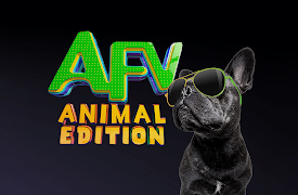 America's Funniest Home Videos: Animal Edition Season 1: Feelin' Squirrely