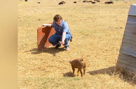 Pitchin' In: Pigs