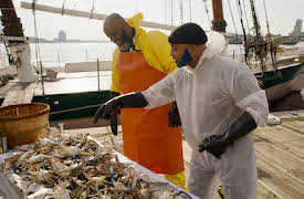 Färskt, frasigt och friterat: Baltimore