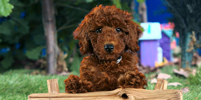 17:20: Rosin og Bolle: Bolles talent | NRK Super | 1/20 2026