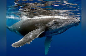 Life in the World's Oceans: An Overview of Marine Vertebrates