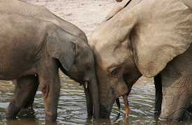Natural World: Volume I: Forest Elephants: Rumbles in the Jungle