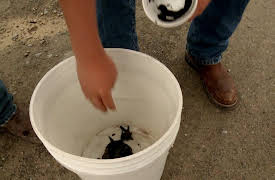 Wardens: Invasive Species