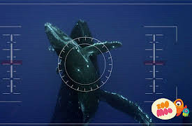 Lost!: Flash And The Helpful Humpbacks