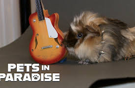Pets in Paradise TV: Pet Photo Shoot