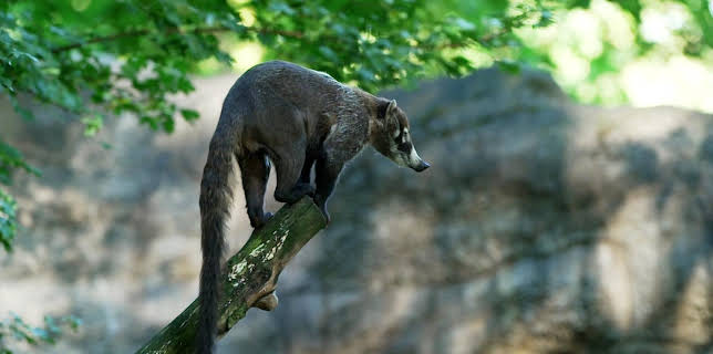 16:10: Leopard, Seebär & Co. | Das Erste | 3/26 2026