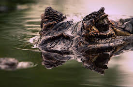 World of the Wild: Swamps and Wetlands