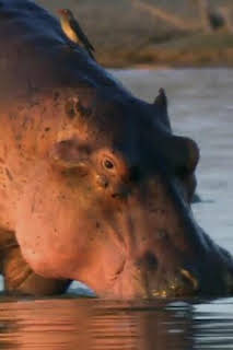 06:23: ¿Cómo lo hacen? Mundo animal: Ballenas voladoras y protección solar para hipopótamos | Discovery Max | 10/4 2026