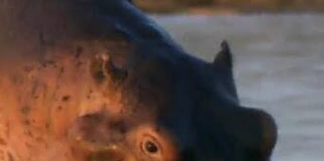 06:23: ¿Cómo lo hacen? Mundo animal: Ballenas voladoras y protección solar para hipopótamos | Discovery Max | 3/15 2026