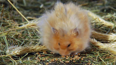 05:38: How Do Animals Do That? (S1 E25) (S1) | Animal Planet | 4/5 2026