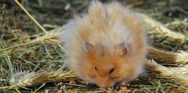 05:15: How Do Animals Do That? (S1 E25) (S1) | Animal Planet | 11/30 2025