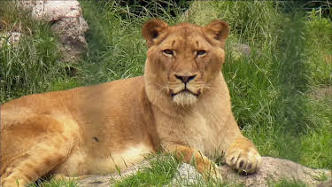 17:10: Seehund, Puma & Co. | NDR Fernsehen | 4/17 2026