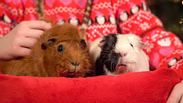 11:15 AM: Olga da Polga (S2) | Cbeebies | 12/21 2025