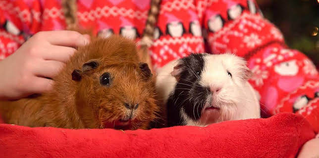 10:15 AM: Olga da Polga (S2) | Cbeebies | 12/21 2025