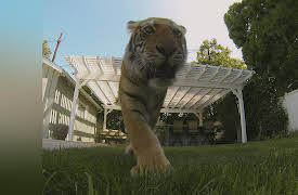 Outrageous 911 Season 1: Tiger in My Backyard